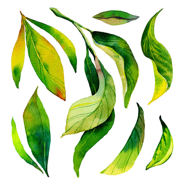 茶葉は白を基調とした水彩画です。緑の葉と枝の手描き水彩画.  - 写真・画像