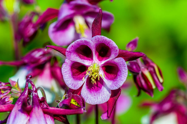 Flower bud of a columbine plant in the summer season - Photo, Image