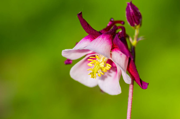 Květinové poupě rostliny Columbine v letní sezóně - Fotografie, Obrázek