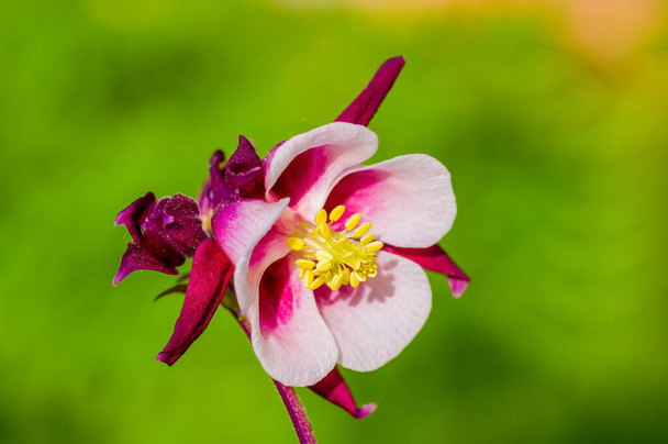 Λουλούδι μπουμπούκι ενός φυτού κολομπίνα κατά την καλοκαιρινή περίοδο - Φωτογραφία, εικόνα