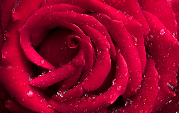 Κοντινό πλάνο φωτογραφία του κόκκινου τριαντάφυλλου με σταγόνες νερού - Φωτογραφία, εικόνα