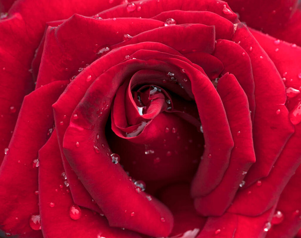 Foto de cerca de la rosa roja con gotas de agua - Foto, imagen