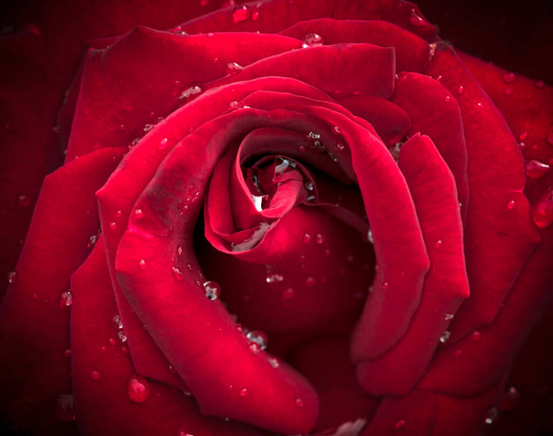 Nahaufnahme Foto von roter Rose mit Wassertropfen - Foto, Bild