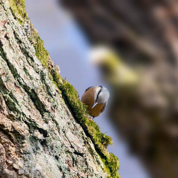 Eurasian nuthatch in the beautiful green forest - Photo, Image