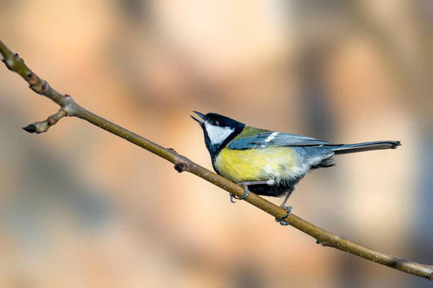 Great tit in the beautiful green forest - Foto, Imagen