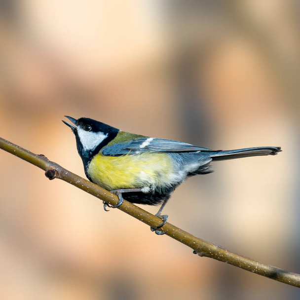 Great tit in the beautiful green forest - Foto, Imagen
