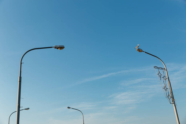 Gaviota se sienta en lo alto de un poste de farola contra un cielo azul sin nubes. Primer plano de un ave marina blanca solitaria con puntas de alas negras. Foto de alta calidad - Foto, Imagen