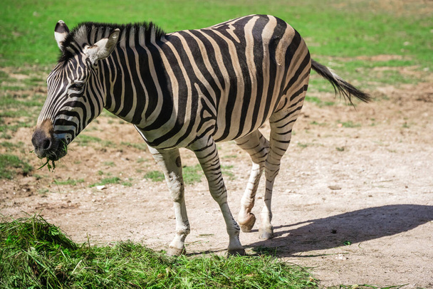 A closeup of a zebra eating grass at the zoo - Foto, afbeelding