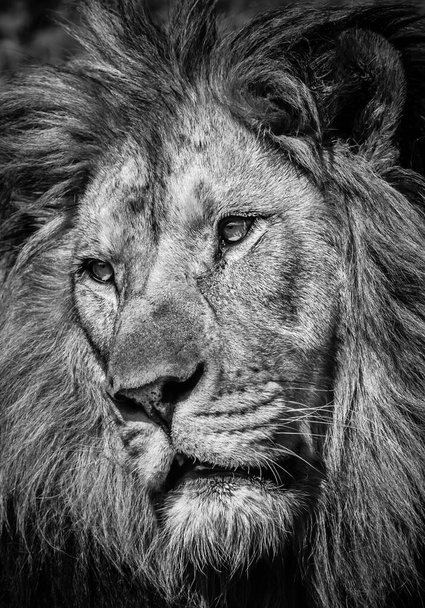 Чорно-білий портрет могутнього лева з спокійним виразом обличчя
 - Фото, зображення