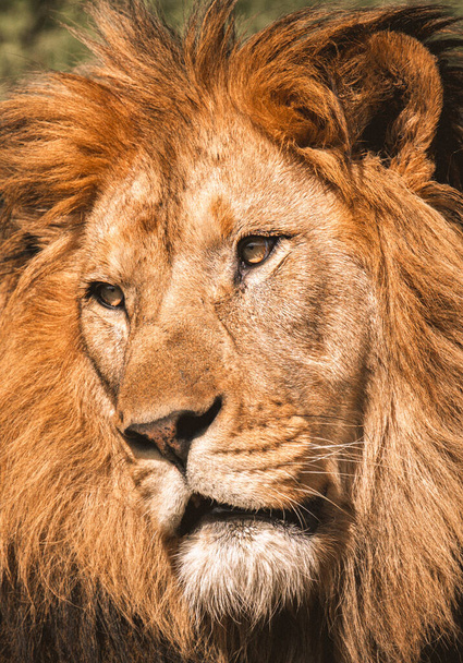 Κοντινό πορτρέτο ενός ισχυρού λιονταριού με ήρεμο πρόσωπο. - Φωτογραφία, εικόνα