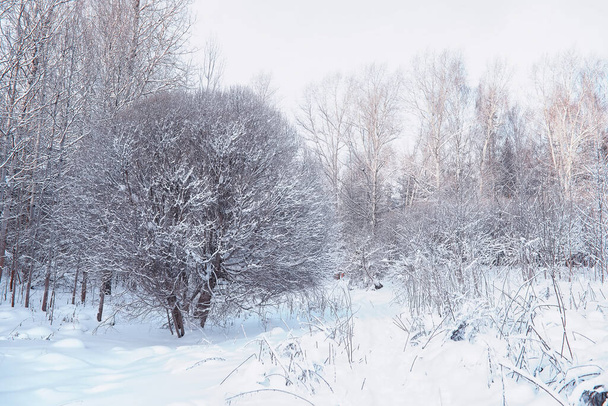 Winter forest landscape. Tall trees under snow cover. January frosty day in park. - 写真・画像