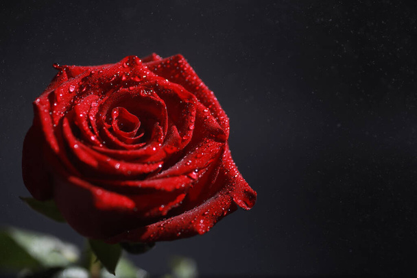 Egy csokor friss virág. Ünnepi ajándék a szerelmesnek. Háttér Szent Valentin nap. Rózsa, tulipán, írisz virág elrendezése. - Fotó, kép