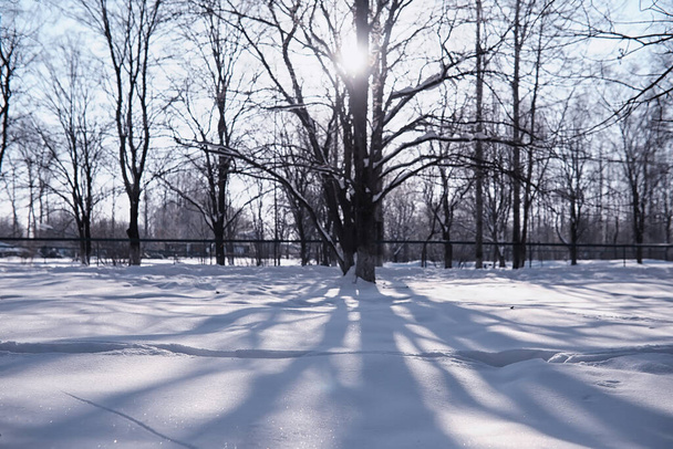 Winterbos landschap. Hoge bomen onder sneeuw. Januari ijzige dag in park. - Foto, afbeelding