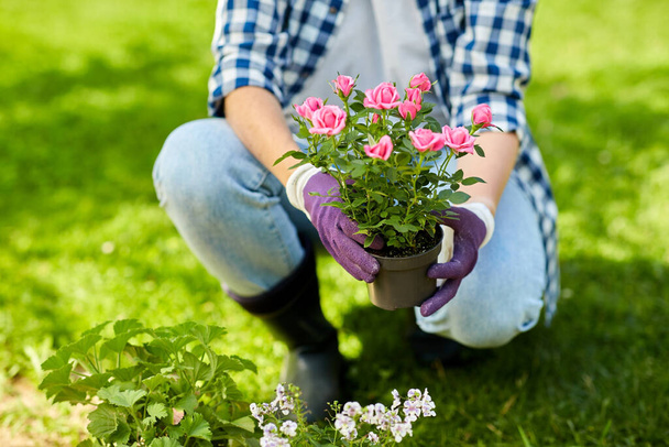 woman planting rose flowers at summer garden - Foto, Imagen