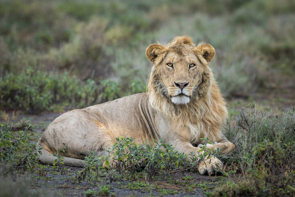 Retrato horizontal de um jovem leão macho deitado em um arbusto em Ndutu Tanzânia - Foto, Imagem