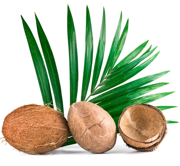 白い背景のココナッツ - 写真・画像