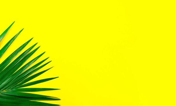 Tropical palm leaves background - Photo, Image