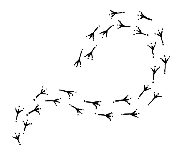 Illustration of drawn bird trail on white background - Photo, Image