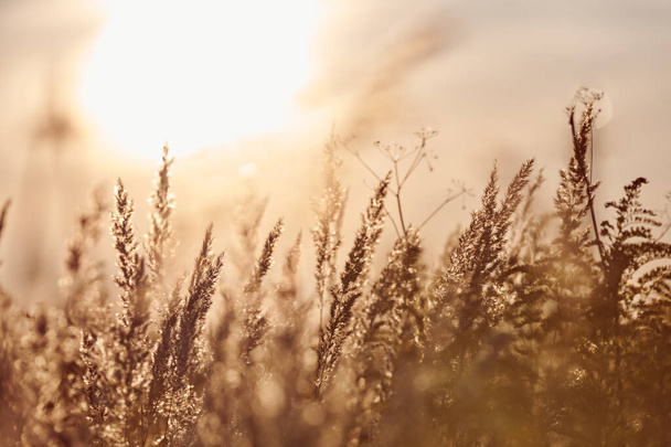 Calamagrostis epigejos hhgrass. Деревянная тростниковая трава в поле. Красивый солнечный пейзаж, летний фон. - Фото, изображение