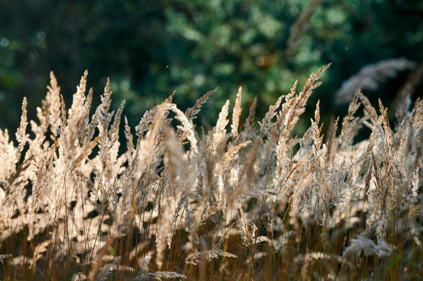 Calamagrostis epigejos çimleri. Tarlada küçük sazlıklar var. Güzel güneşli manzara, yaz arkaplanı.. - Fotoğraf, Görsel