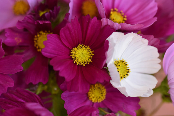 mooie bloemen groeien in de tuin in de zomer zonnige dag  - Foto, afbeelding