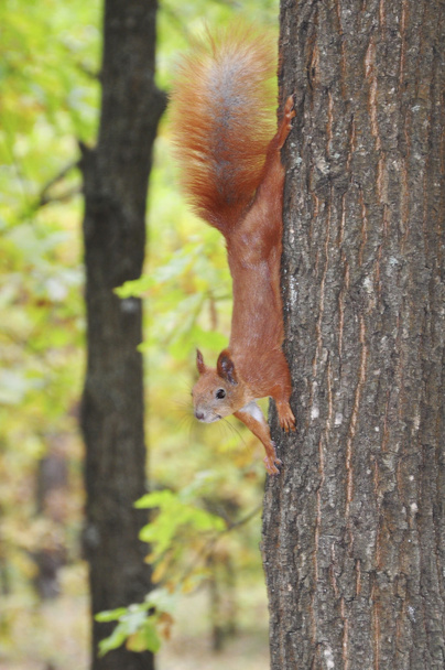écureuil dans la forêt. - Photo, image