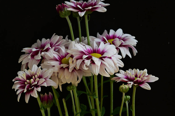 όμορφα λουλούδια που αναπτύσσονται στον κήπο την ηλιόλουστη μέρα του καλοκαιριού  - Φωτογραφία, εικόνα