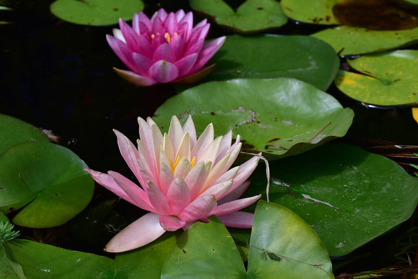 красивые цветущие лотосы растут в пруду в летний день  - Фото, изображение