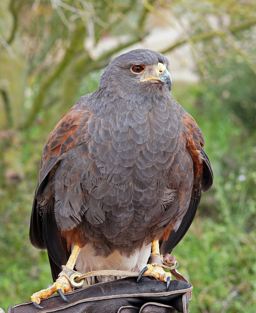 Portrait d'un faucon Harris - Photo, image