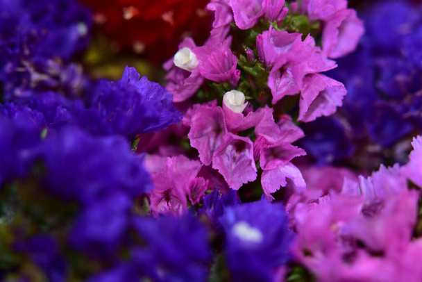 kytice krásné květiny na tmavém pozadí, letní koncept, zblízka   - Fotografie, Obrázek