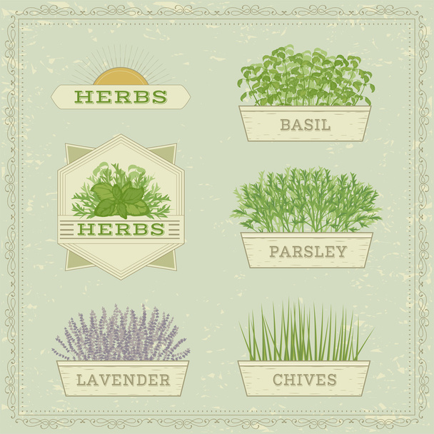 Isolated herbs,lavender, chives, parsley,  and basil, - Vektori, kuva