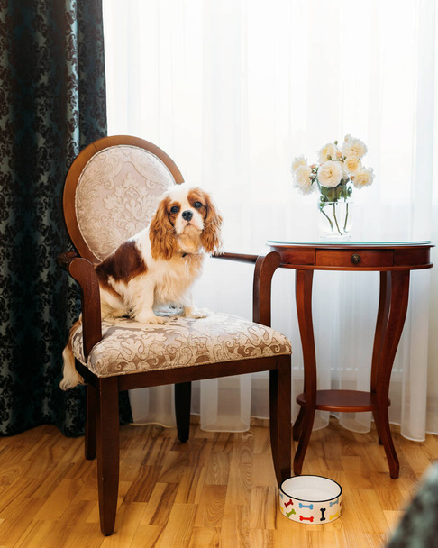 Cavalier King Charles Spaniel dog indoors resting in the chair - Foto, immagini