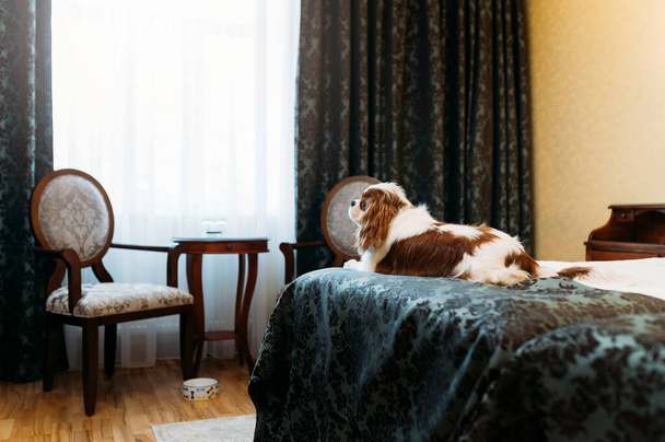 Cavaleiro Rei Charles Spaniel cão dentro de casa descansando na cadeira - Foto, Imagem