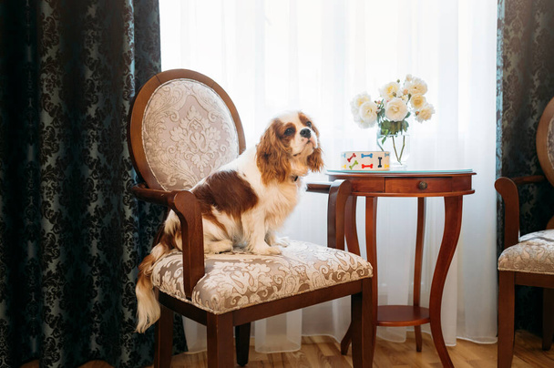 Cavalier King Charles Spaniel dog indoors resting in the chair - Fotó, kép