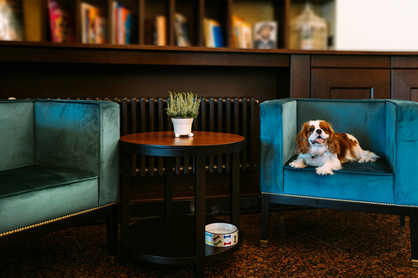 Cavalier King Charles Spaniel dog indoors resting in the chair - Foto, Imagem