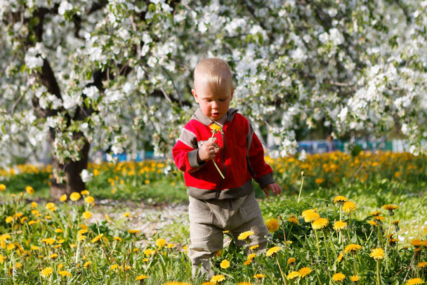 gyermek alma gyümölcsösben virágzó és pitypang mező 2020 - Fotó, kép