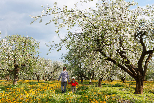 kinderen in appelboomgaard in bloei en paardenveld 2020 - Foto, afbeelding
