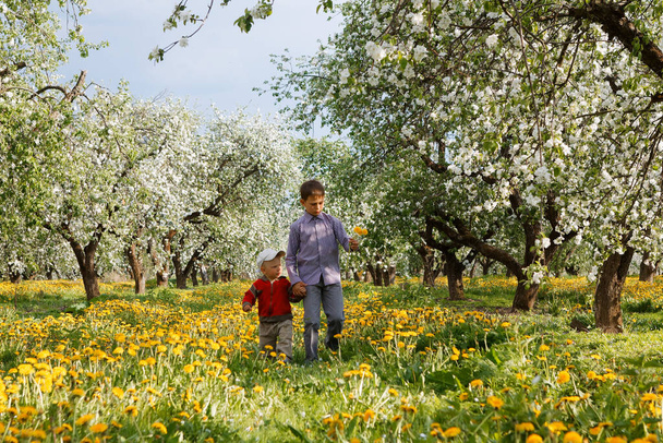 children in apple orchard in bloom and dandelion field 2020 - Foto, Bild