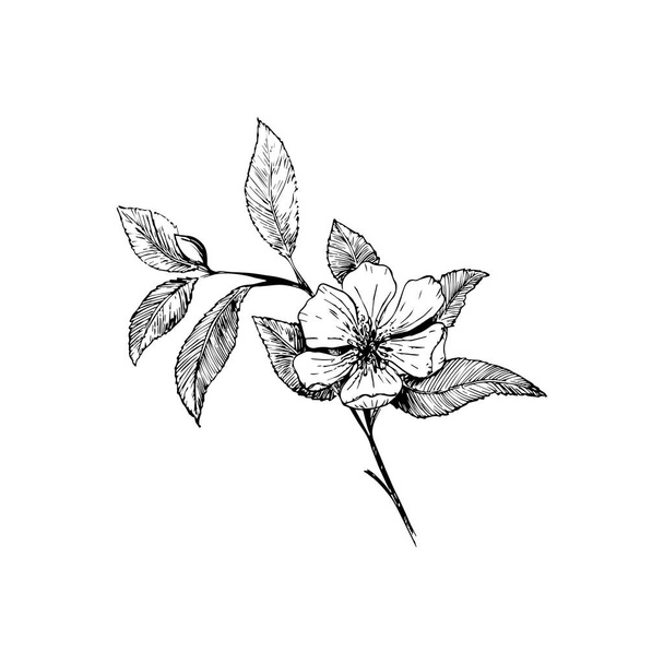 Cherry blossom branch isolated on a white background. Vintage Botanical hand - drawn illustration. Spring flowers of Apple or cherry trees. - Vetor, Imagem