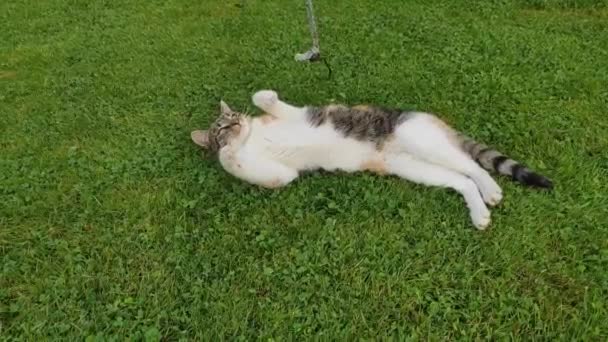 Felis catus domesticus speelt met een touwtje. De gekleurde kat ligt in het gras en met zijn poten en tanden proberen om de swingende snaar te vangen - Video