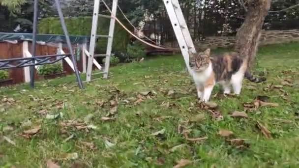 Sétálni a kertben egy színes macskával és megmutatni minden szépségét és vadságát ősszel. Felis catus domesticus a cseh kertben - Felvétel, videó