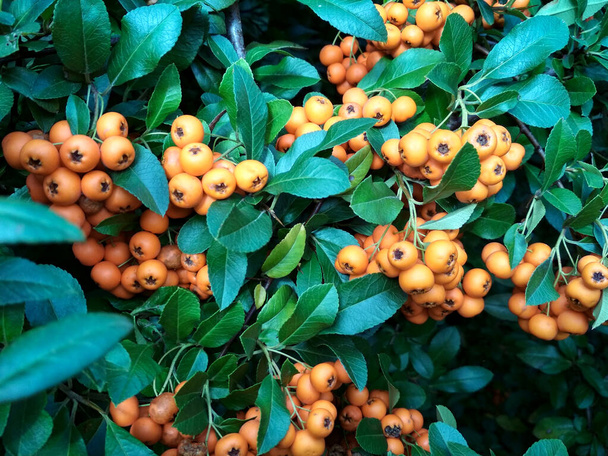 Pyracantha coccinea berries in the fall season. Pyracantha firethorn - Photo, Image