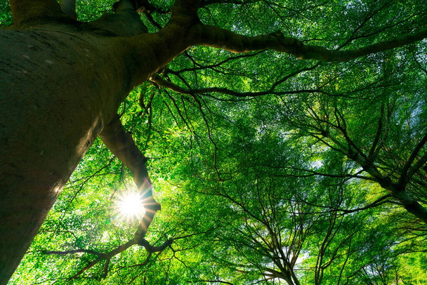 Widok dolny pnia drzewa do zielonych liści dużego drzewa w tropikalnym lesie ze światłem słonecznym. Świeże środowisko w parku. Zielona roślina daje tlen w ogrodzie letnim. Las z małymi liśćmi w słoneczny dzień. - Zdjęcie, obraz