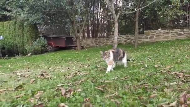 Fiatal cica sétál a kertben között a levelek és gyümölcsök a fa. Felis catus domesticus a területén kóborol. A színes macska büszkén sétál. - Felvétel, videó