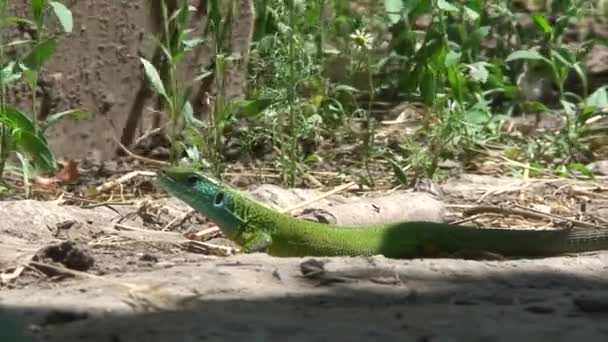 Zelená ještěrka - Záběry, video