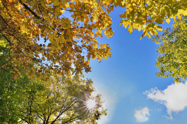 真っ青な空に色とりどりの木々の葉が  - 写真・画像