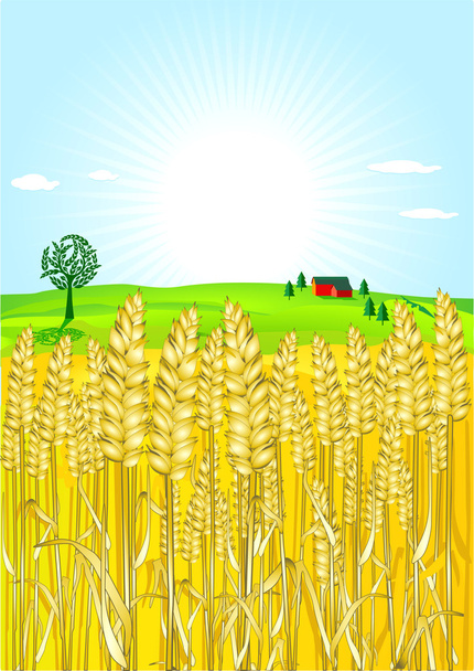 Grain-field - Vector, Image