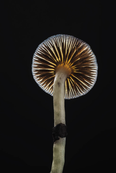 Jednym z meksykańskich magicznych grzybów jest psilocybe cubensis, gatunek grzybów psychodelicznych, których głównymi czynnikami aktywnymi są psylocybina i psylocyna - meksykańska Psilocybe Cubensis. Zarodniki grzybów dla dorosłych. ciemne tło. orientacja pionowa - Zdjęcie, obraz