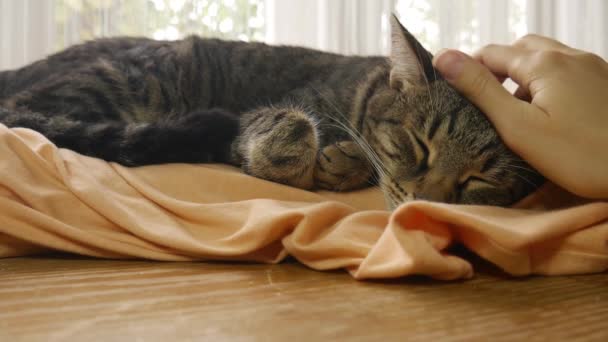 Naiset hyväilevät nukkuvaa raidallista kissaa. Kissa nukkuu tyynyllä ikkunan vieressä.. - Materiaali, video