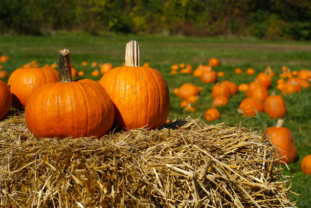 Pumpkins on top of hay bale with pumpkin patch in background - Photo, Image